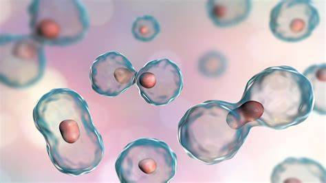 stem cell therapy